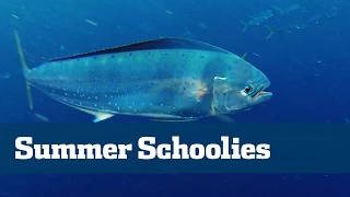 Hot Schoolie Dolphin Action - Florida Sport Fishing TV - Offshore Summertime Dolphin Fishing