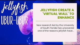 Jellyfish create a 'virtual wall' to enhance performance