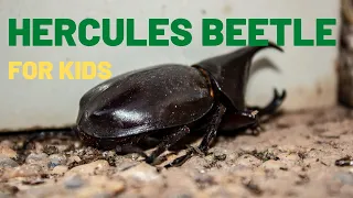 Hercules Beetle Facts For Kids | The Strongest Insect In the World | Rhinoceros Beetle