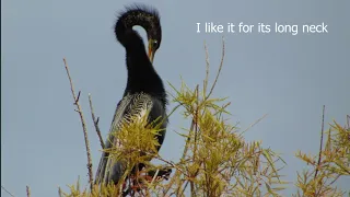 Birds of Georgia: Anhinga