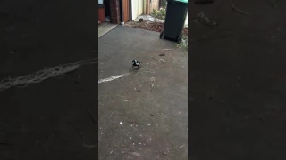 Mags the Magpie - Nest Building