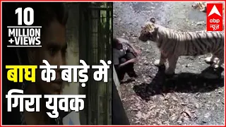 ABP News special l Tiger at Delhi Zoo mauls youth to death