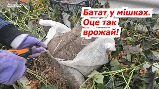 Growing sweet potatoes in bags - we were very impressed with the harvest!