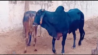 Natural Love Of Animals||Village Bull||Village Cow