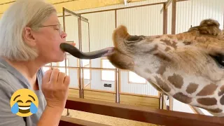 Hilarious Animal Reactions | Give Me A  Kiss 💋