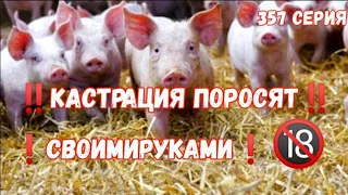 ‼️Кастрация поросят своими руками 🐖🔪‼️