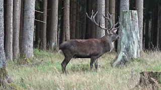 Hirschbrunft Thüringen 2023