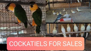 Cockatiels for sales @vsfarm866 #aviary #cockatiel #aviculture #lovebirds #chicks #sparrow #love