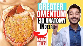 greater omentum anatomy 3d | peritoneum anatomy | greater sac anatomy