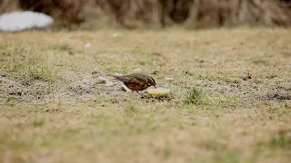 Skógarþröstur - Redwing