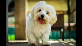 MALTESE PUPPY, FIRST GROOMING WITH SCISSOR ( Adorable Maltese play )