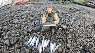 ГОРБУША ЛАВИНОЙ ПОШЛА В РЕКУ / PINK SALMON WENT INTO THE RIVER LIKE AN AVALANCHE