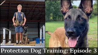 Teaching My Son To Train Protection Dogs Episode 3 | Malinois & Dutch Shepherd