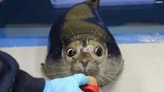 You're about to fall in love with this blind seal pup