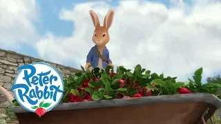 Peter Rabbit - The Radish Robbers | Cartoons for Kids