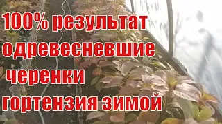 Супер череночник для зимнего укоренения одревесневшими черенками  гортензии.крупнолистной