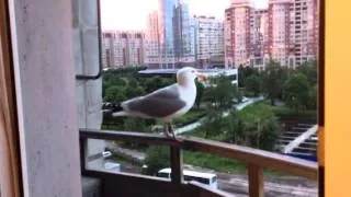 Larus Argentatus