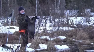 Majavan metsästys/ Beaver Hunting 2022 Jakso 1