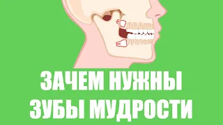 Зачем нужны зубы мудрости?