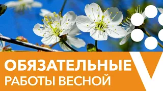 Важные весенние работы в плодовом саду