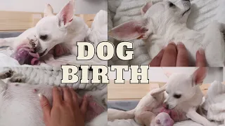 chihuahua birth/3 puppies (contains blood image) RAW/REAL