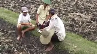 Kearifan lokal masyarakat SAMIN di Kabupaten Blora [infoblora com]