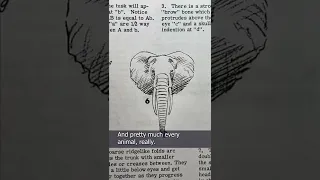 How to Draw Animals