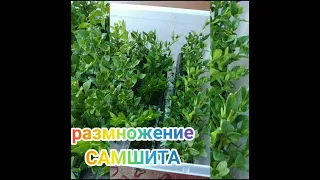 Размножение самшита черенками в домашних условиях