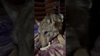 Домашний волк