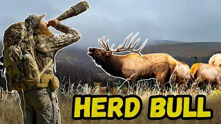 Hunting RUTTING Elk! - Can we Call in the HERD BULL???