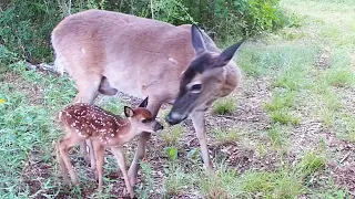 Mama Deer vs the coyotes:  A fight for the fawns