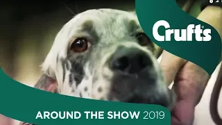 Around The Show On Day 1 | Crufts 2019