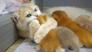 Mom cat hug tightly baby kitten, She loves her sweet pies so much