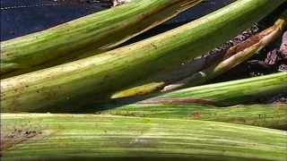 Manini Kea Plant Descriptors - with Jerry Konanui