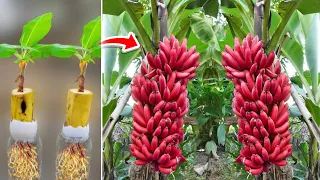 New techniques for reproducing bananas from bananas to get fruit fast 100%