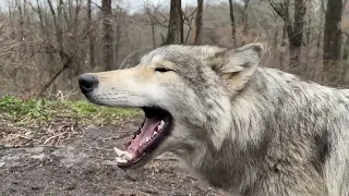 The Most Magical Sound is a Wolf Howl