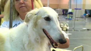 HTV News Flash: "Houston World Series of Dog Shows"