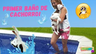 Primer BAÑO en la PISCINA de mi Perro ¡Con voz! + juegos en el agua 😍