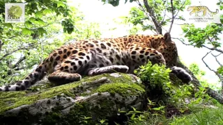 Дальневосточный леопард Тайфун  Amur leopard Typhoon