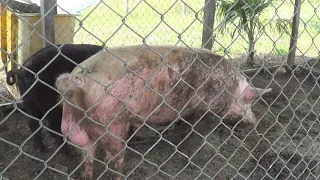 PIGS in Belize