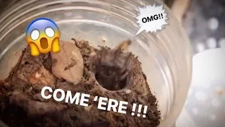 My TRAPDOOR SPIDER FINALLY ATE !!! ~ [The AMBUSH everyone wanted]