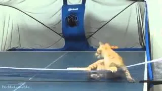 Кошка играет в теннис