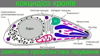 Кокцидіоз у кролів Причини виникнення Профілактика Лікування