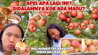 NEKAT TEROBOS SEMAK BELUKAR DEMI PANEN APEL MADU!