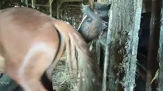 Новая Кабылица ♥️стремительно встретилась с Жеребцом!!!! 🍓