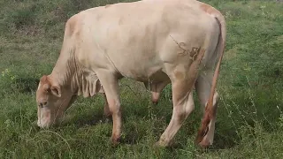 Free range grazing is also good and used as a substitute to feedlot farming.