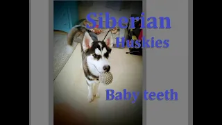Jasper Siberian Husky losing teeth episode 2