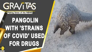 Gravitas: China is still using pangolin