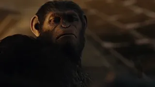 Caesar (Dawn Of The Planet Of The Apes edit)