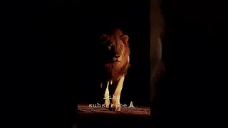 please subscribe us to for more videos 📹 #shorts #subscribe #lion #attitude #wildlife